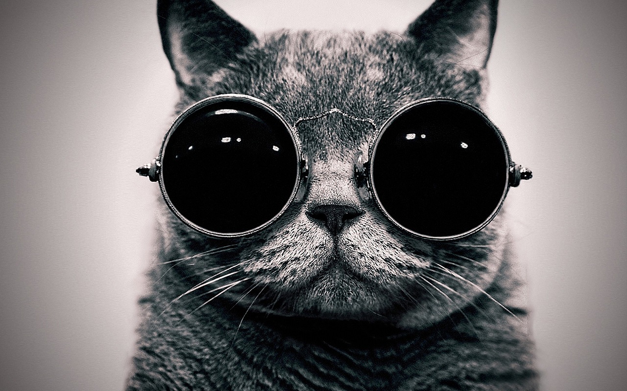 Die coolsten CMS Widgets